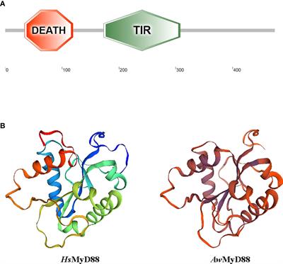 Molecular Characterization of MyD88 in Anodonta woodiana and Its Involvement in the Innate Immune Response to Bacterial Infection